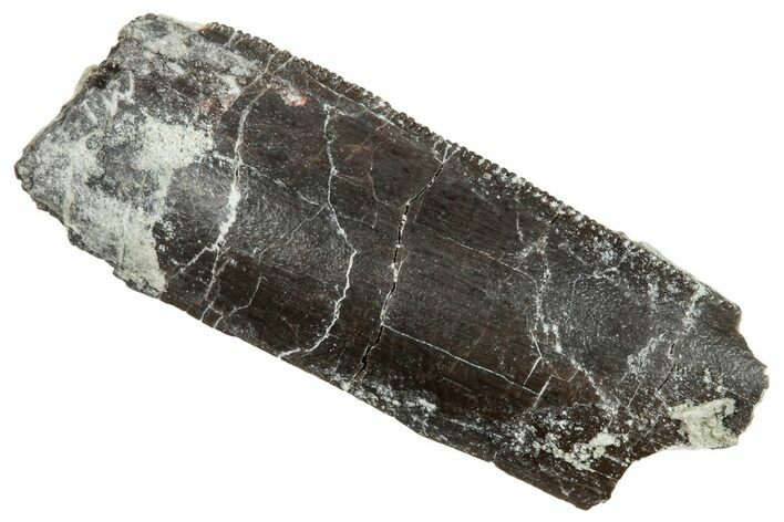 Theropod Dinosaur Tooth Fragment - Colorado #286534